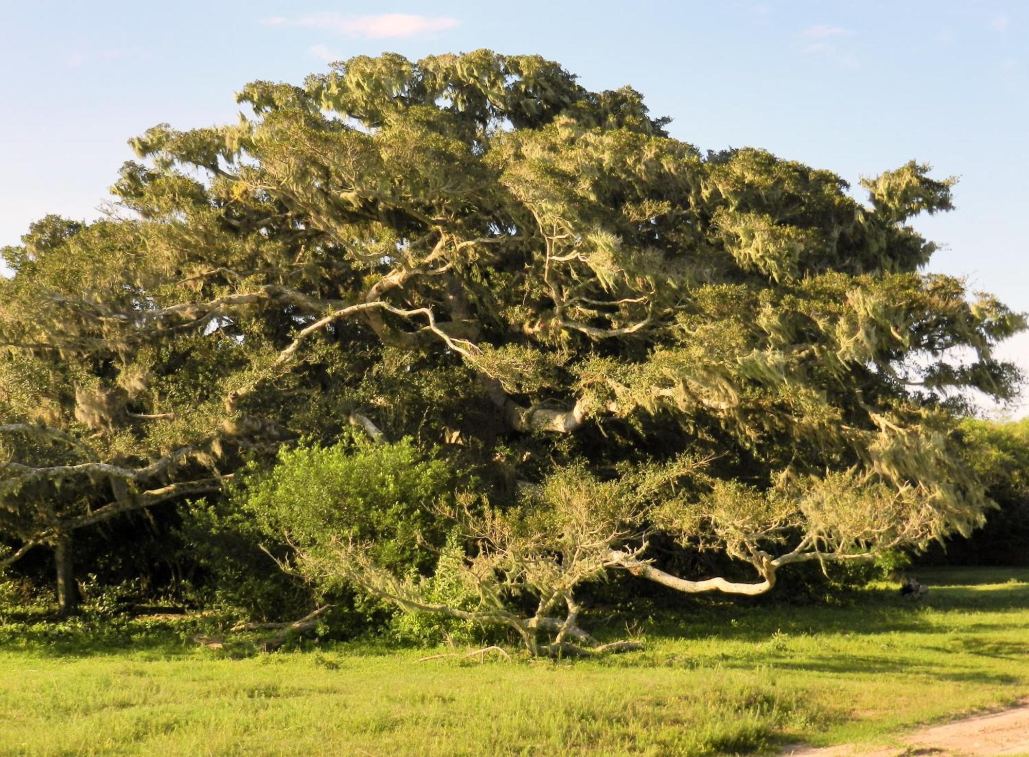 Aldeia Santuario Das Aves Tavares Habitación foto