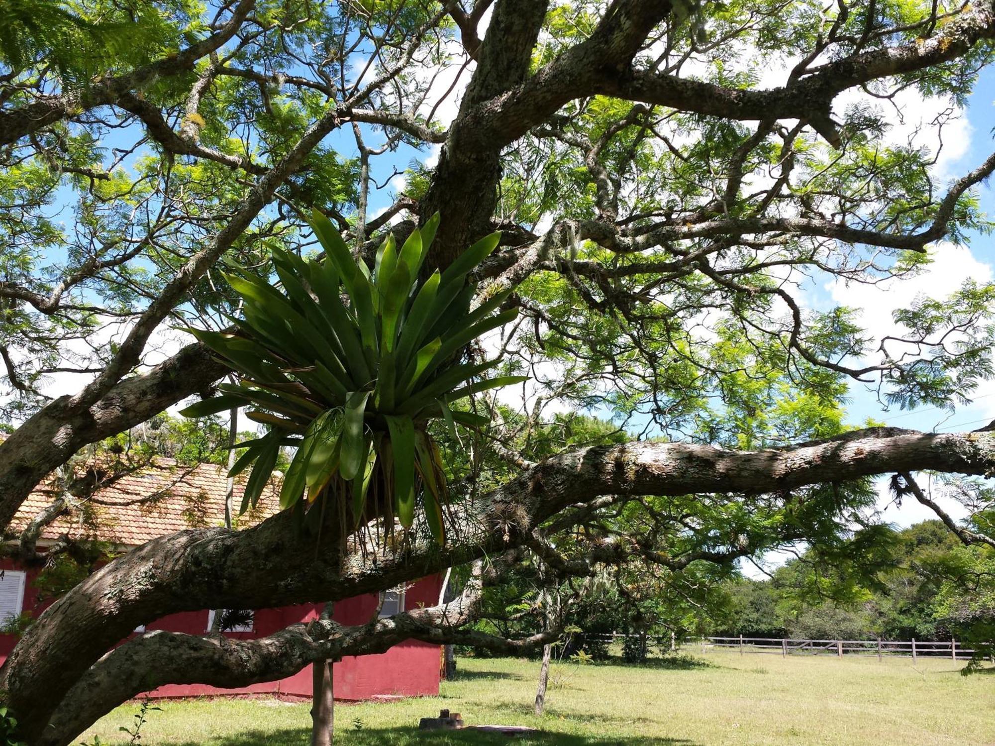 Aldeia Santuario Das Aves Tavares Habitación foto